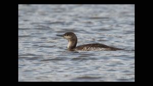 Common Loon